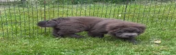 Shar Pei dogs for sale: Blue bear mini - Ad 5