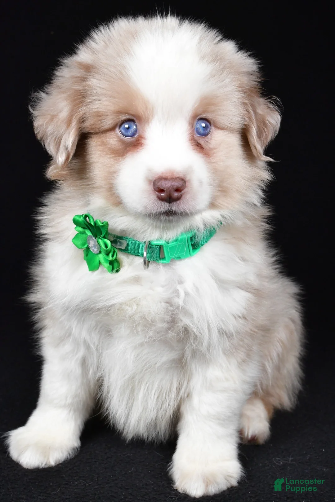 Miniature Australian Shepherd dogs for sale: Delta - Ad 1