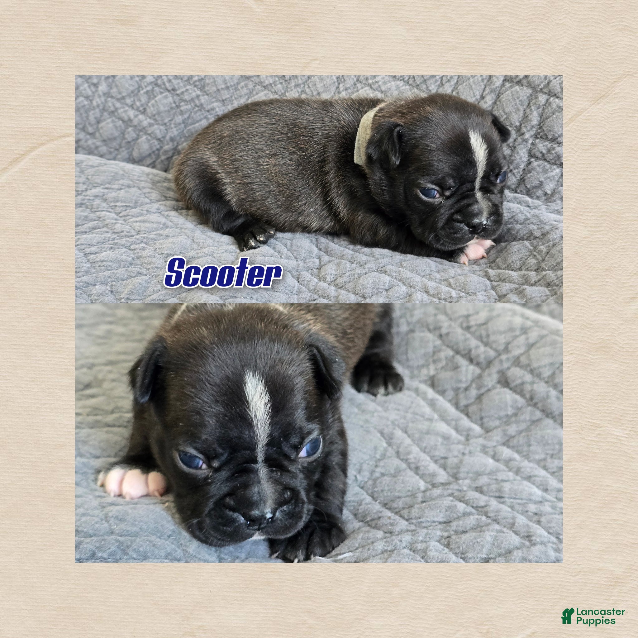 Frenchton dogs Scooter - Ad 5