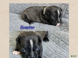 Frenchton dogs Scooter - Ad 5