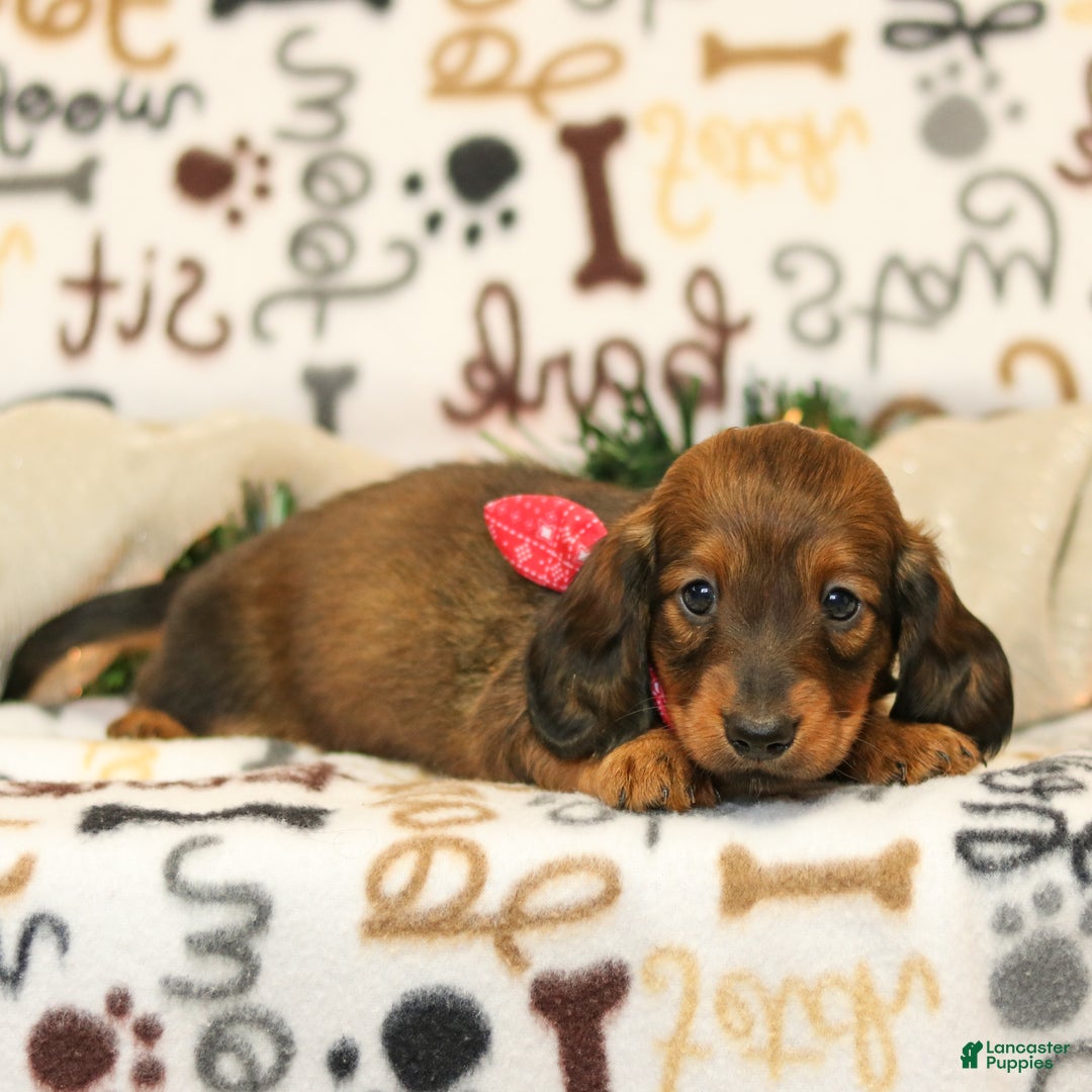 Miniature Dachshund dogs for sale: Ike - Ad 3