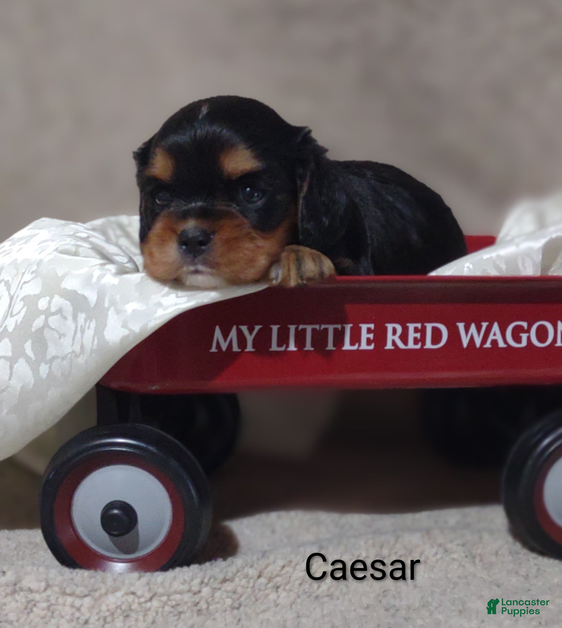 King Charles Spaniel dogs King Charles Spaniel 1 Caesar - Ad 2