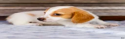 Miniature Dachshund dogs for sale: Charlotte - Ad 4