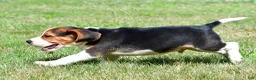 Beagle dogs for sale: Cash - Ad 5