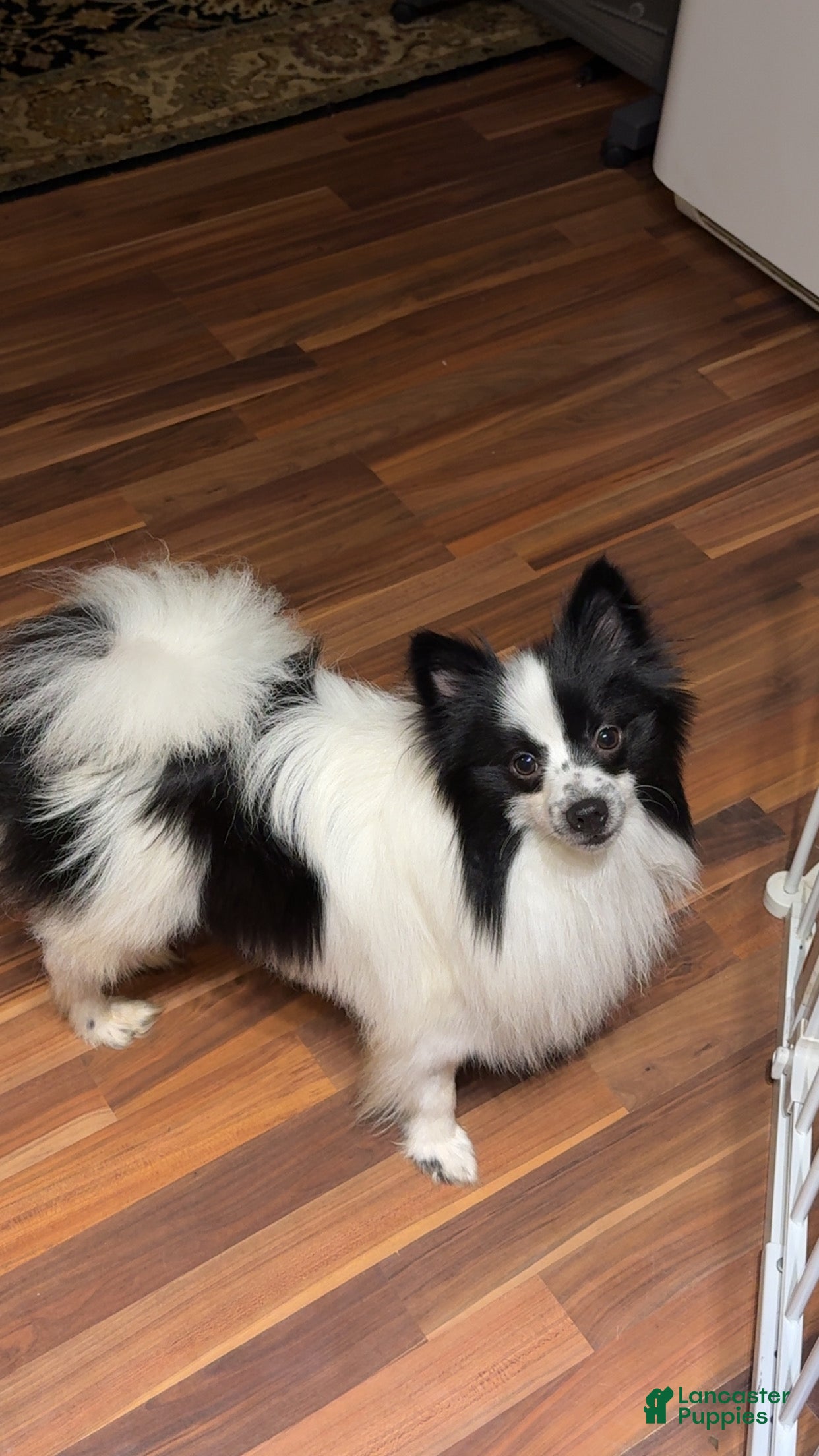 Bandit 
