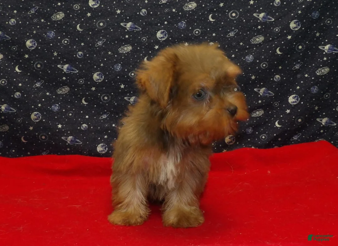 Yorkshire Terrier dogs for sale: Aidan - Ad 7