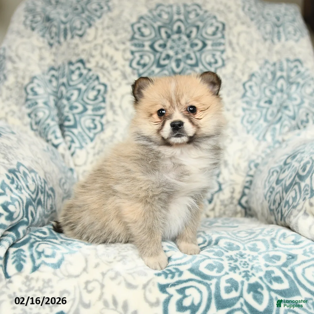 Mixed Breed dogs for sale: Lucy - Ad 2