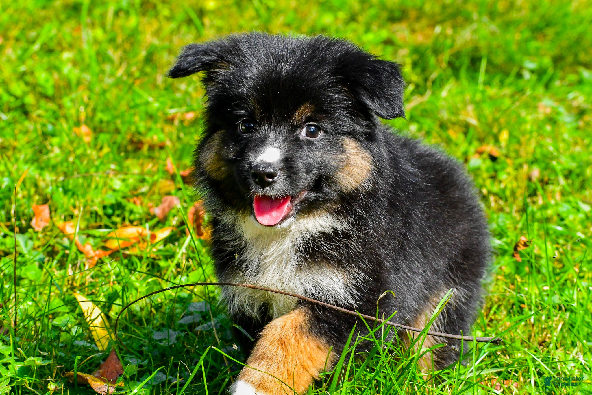 Miniature Australian Shepherd dogs for sale: Javon - Ad 2