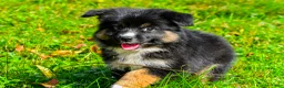 Miniature Australian Shepherd dogs for sale: Javon - Ad 2