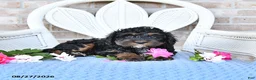 Cockapoo dogs for sale: Violet - Ad 3