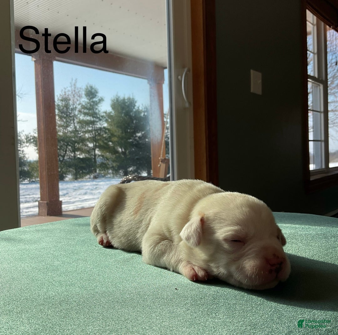 Mixed Breed dogs for sale: Stella - Ad 3