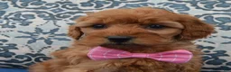 Mini Goldendoodle dogs for sale: Mini Gabby - Ad 10