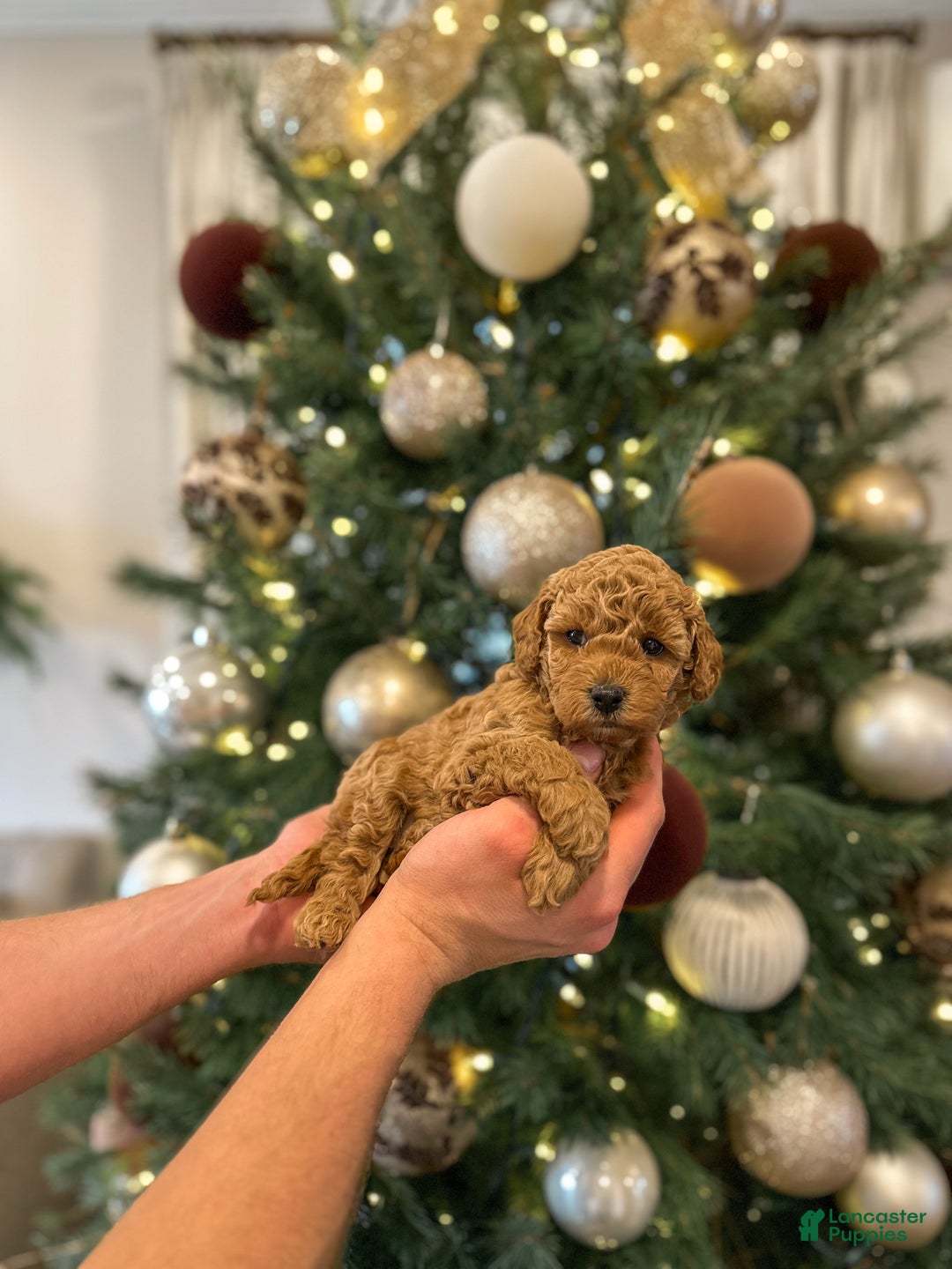 Mini Goldendoodle dogs for sale: Sage - Ad 4