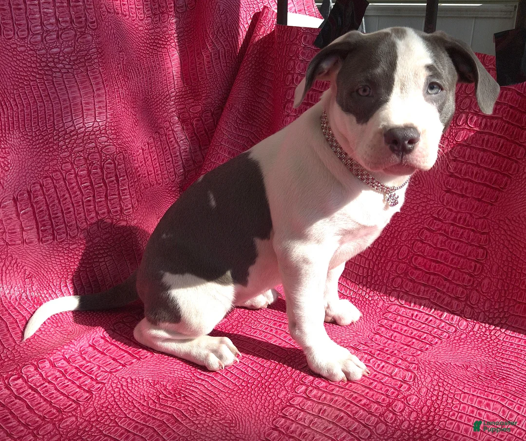 American Bully dogs for sale: MEG THA STALLION - Ad 2