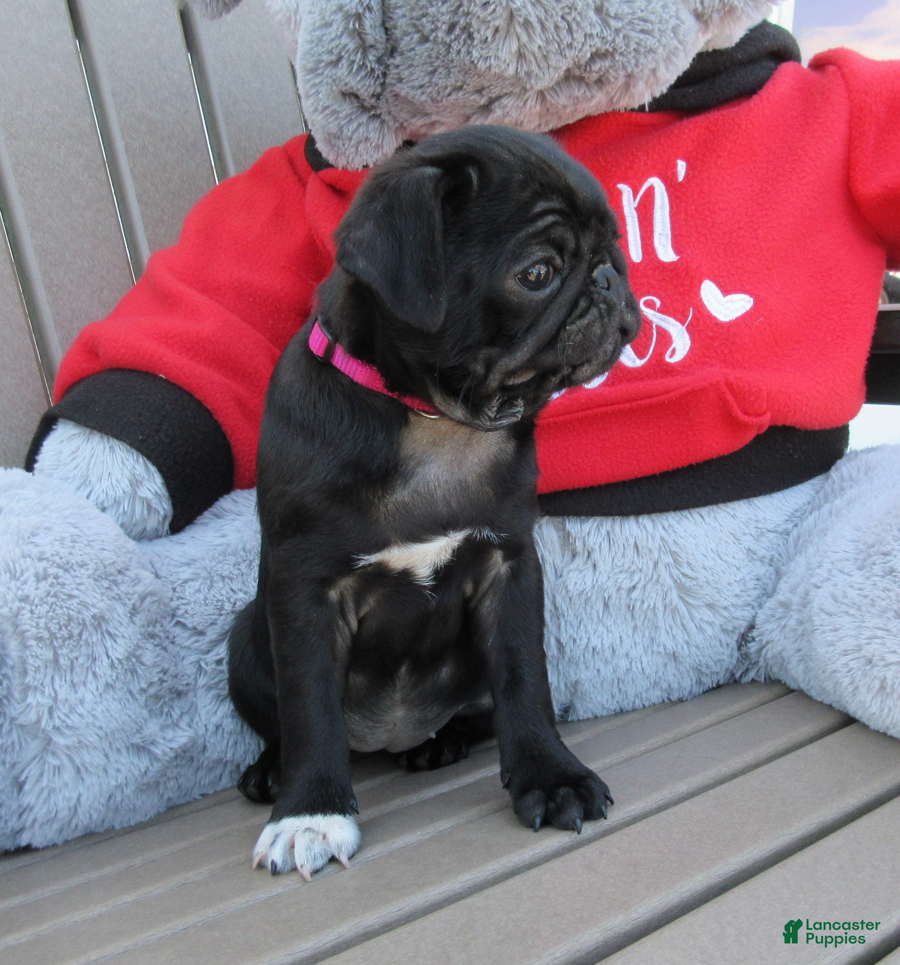 Pug dogs Pixie - Ad 1