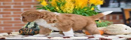 Miniature Bernese Mountain Dog dogs for sale: Lucas - Ad 4