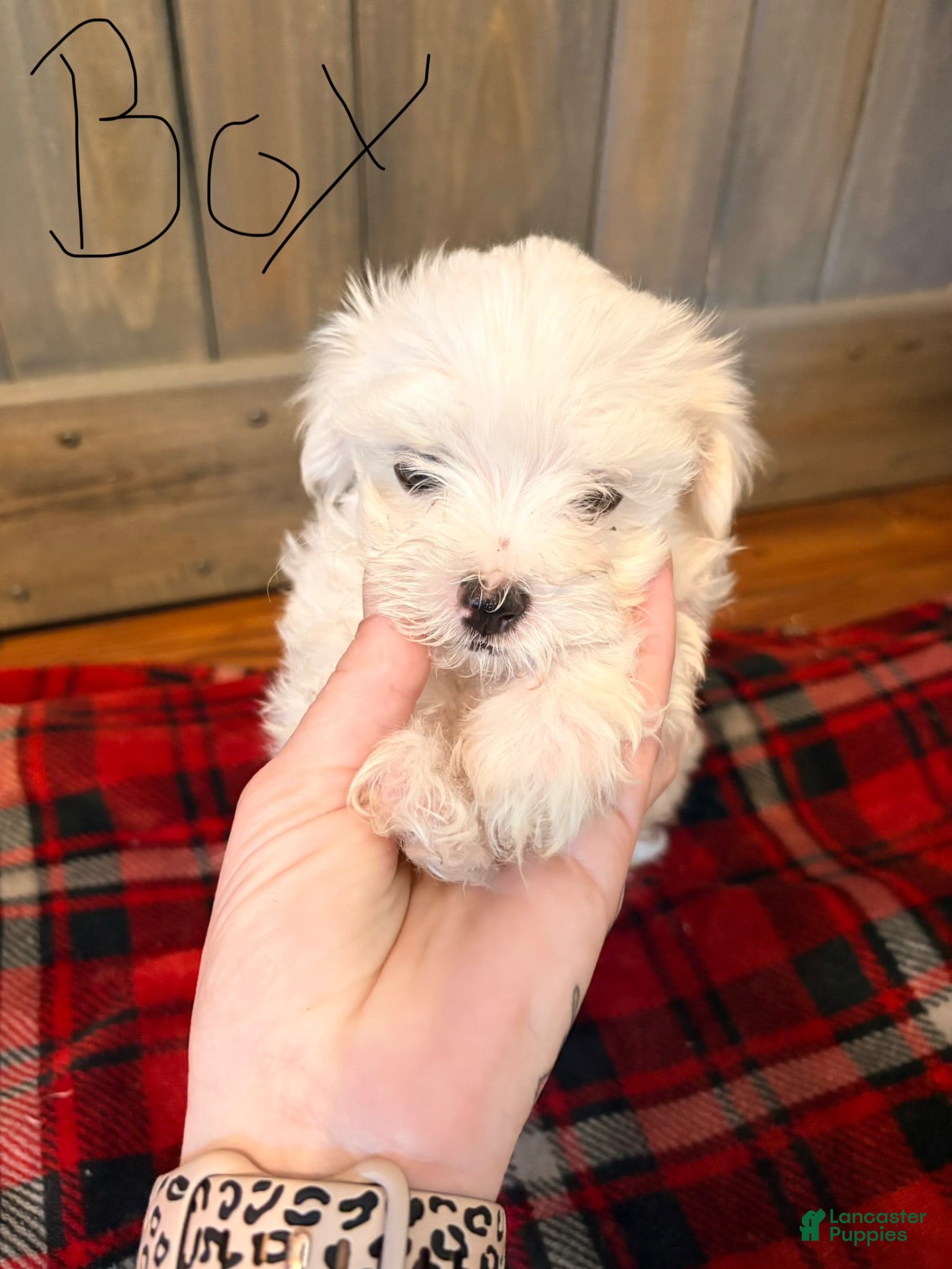 Maltese dogs Lindy  - Ad 40