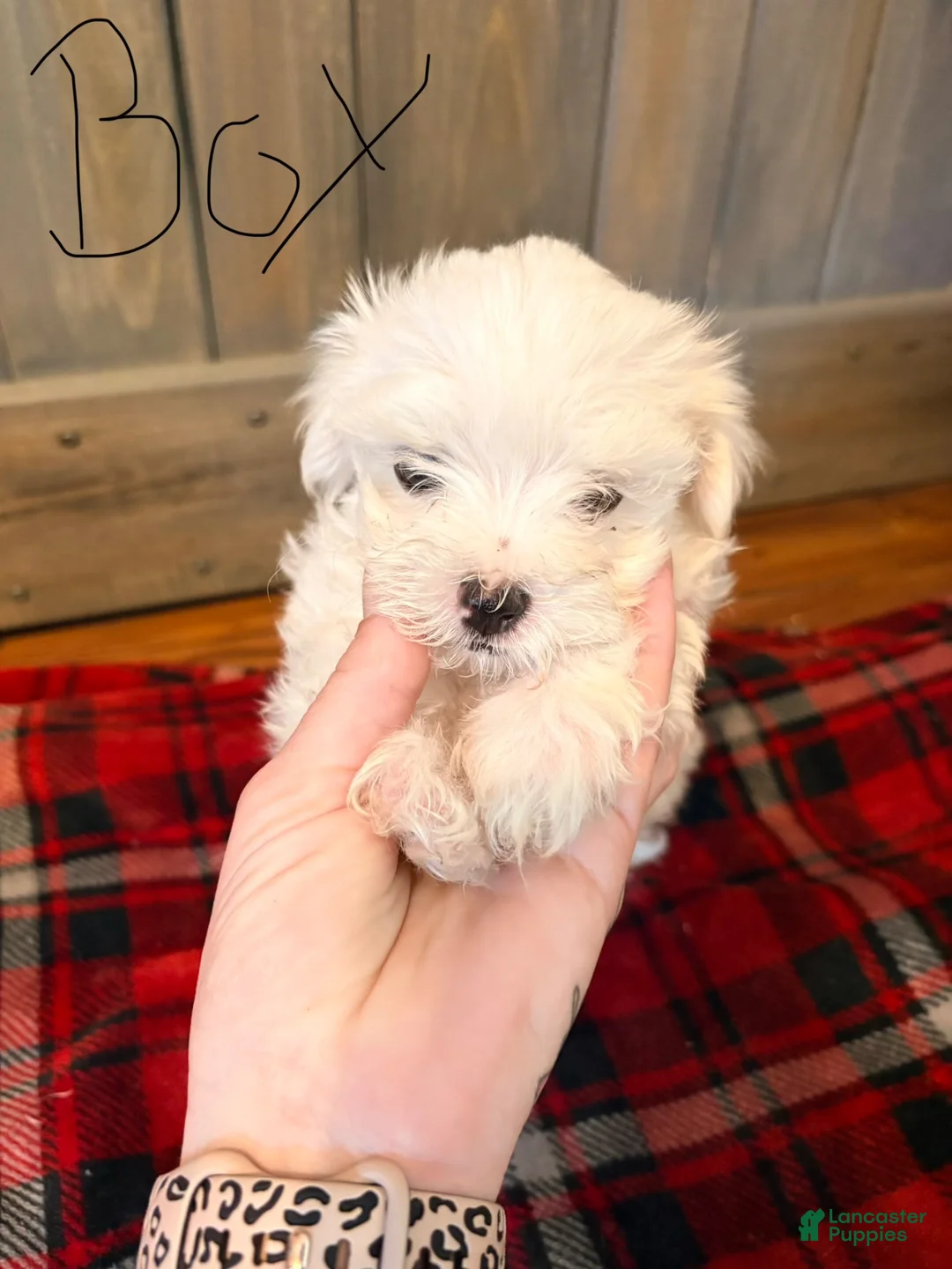 Maltese dogs for sale: Lindy  - Ad 1