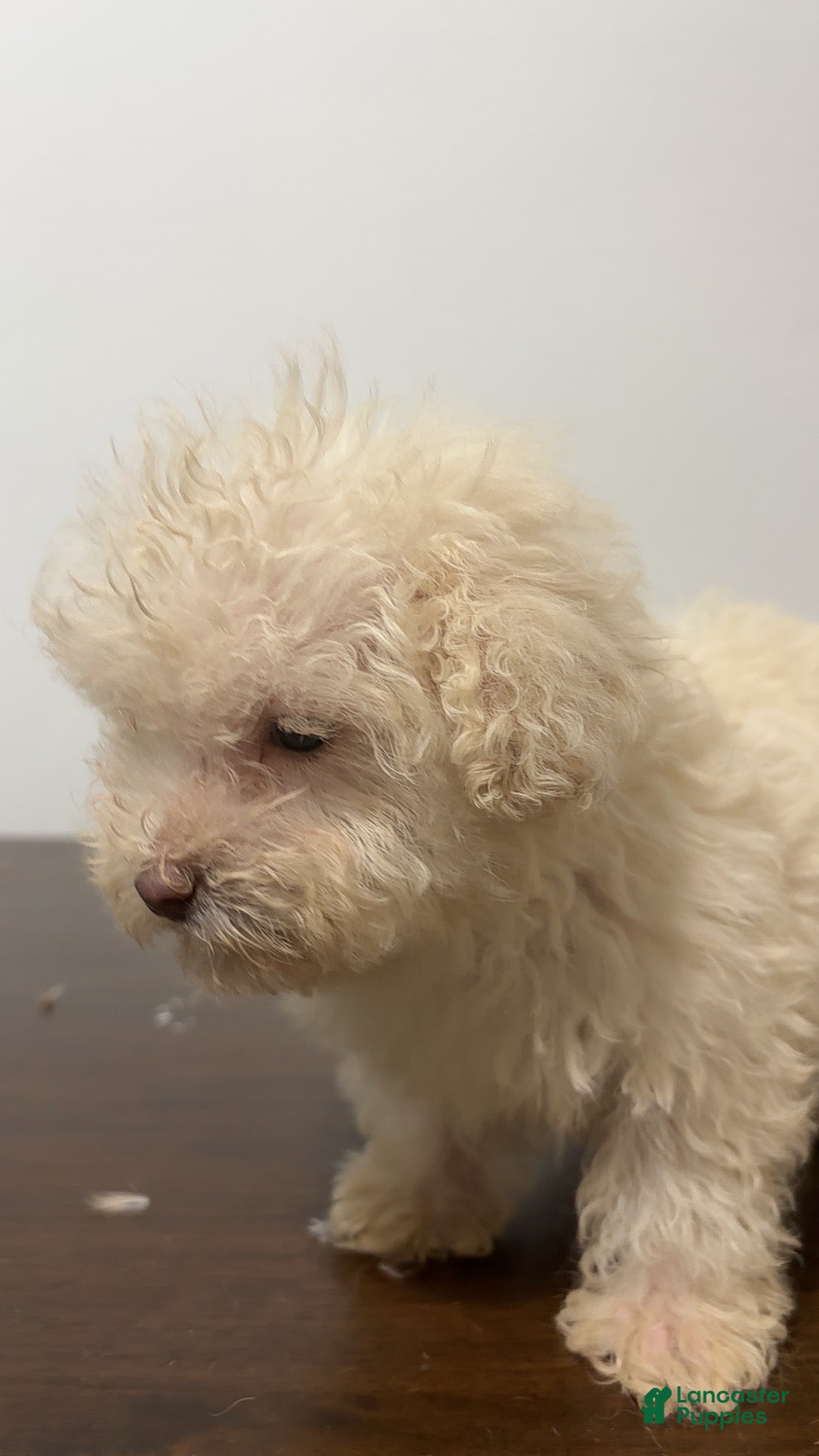 Miniature Poodle dogs Daisy - Ad 7