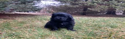Newfoundland dogs for sale: Lila  - Ad 7