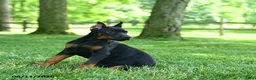 Doberman Pinscher dogs for sale: Lassie - Ad 2