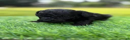 Cockapoo dogs for sale: Nora - Ad 8