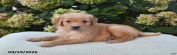 Golden Retriever dogs for sale: Gail - Ad 1