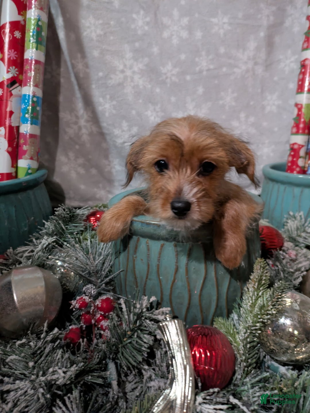 Yorkiepoo dogs for sale: Captain  - Ad 1