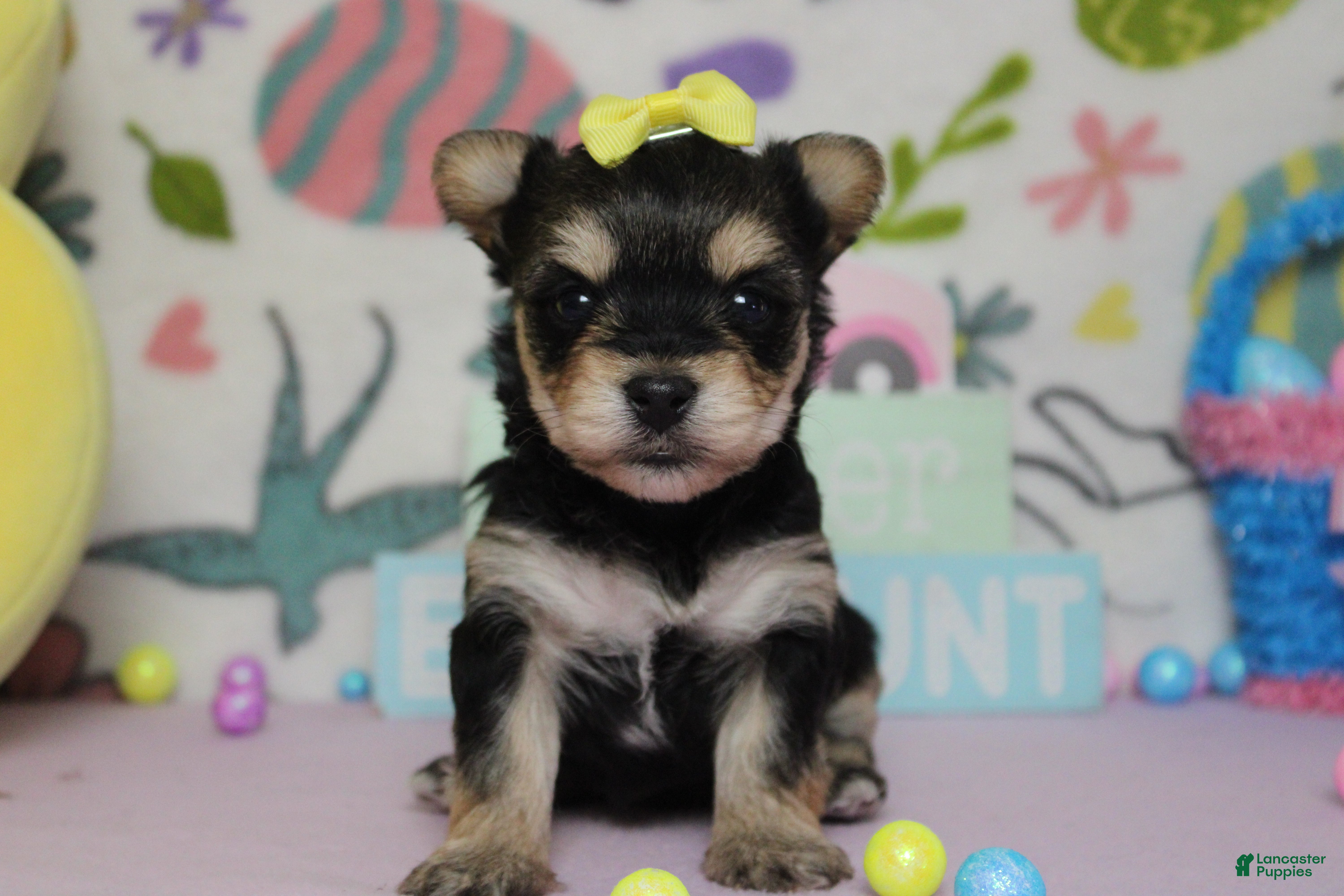 Morkie dogs Everly  - Ad 4