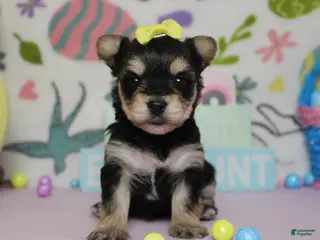 Morkie dogs Everly - Ad 11