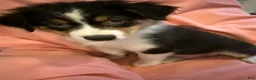 Australian Shepherd dogs for sale: Australian Shepherd 1 - Ad 3