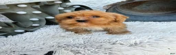 Cavapoo dogs for sale: Ava - Ad 5