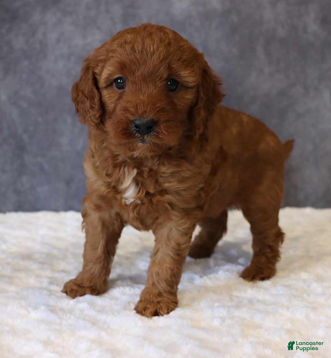 Mini Goldendoodle dogs for sale: Maggie - Ad 2