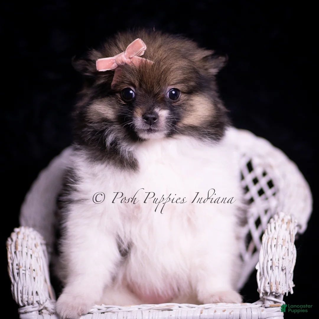 Pomeranian dogs for sale: Persia - Ad 1