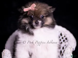 Pomeranian dogs Persia - Ad 39