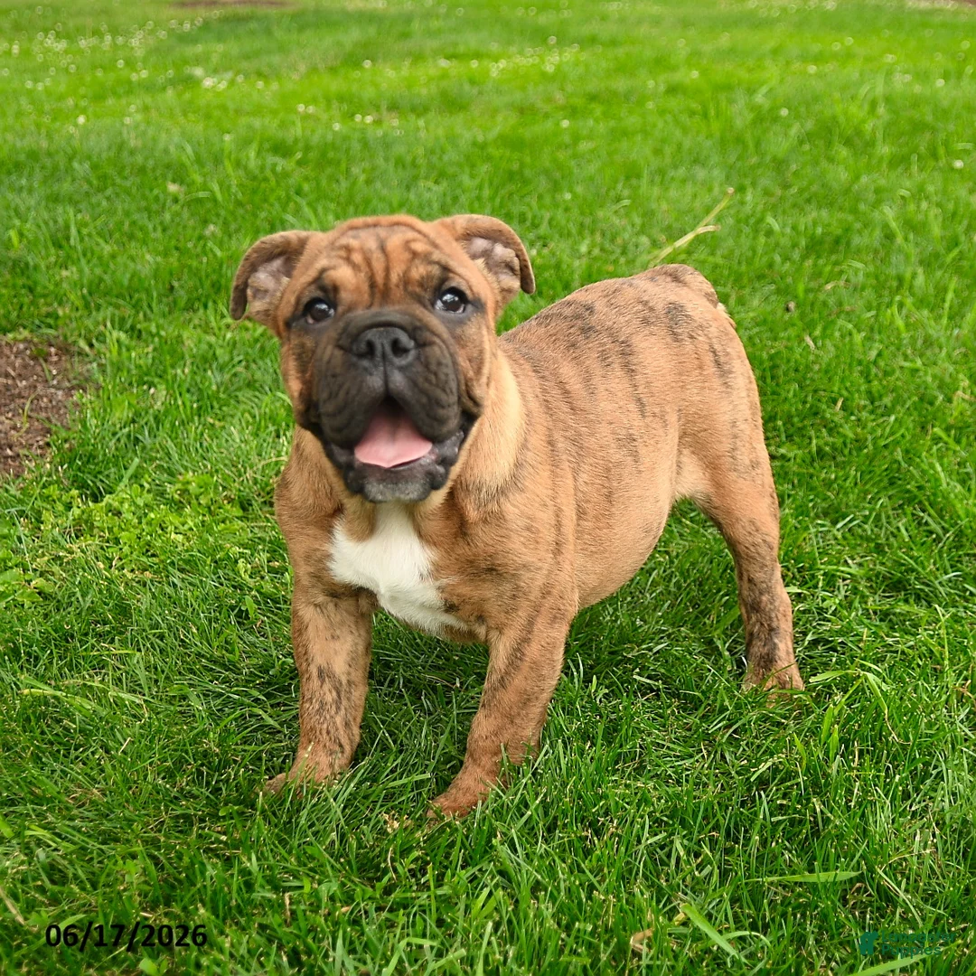 English Bulldog dogs for sale: Elizabeth - Ad 1