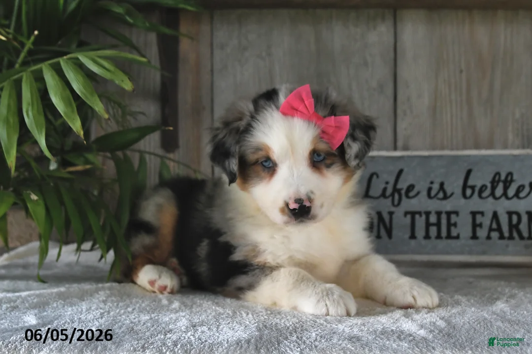 Australian Shepherd dogs for sale: Sophia - Ad 5