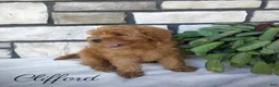 Shihpoo dogs for sale: Clifford - Ad 2
