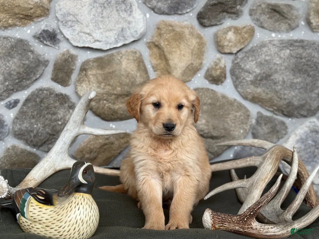 Golden Retriever dogs for sale: Aden - Ad 2