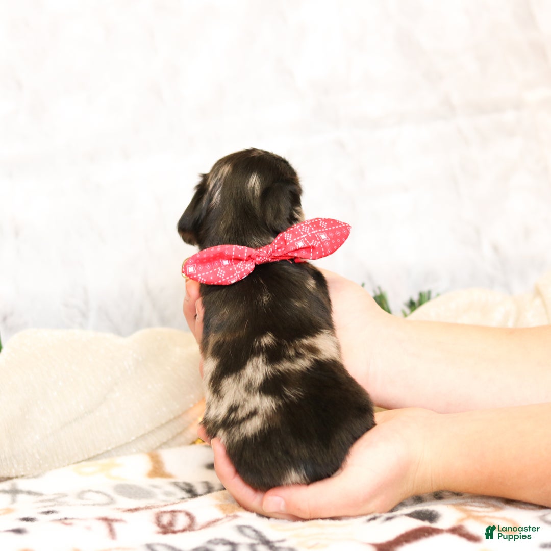 Miniature Dachshund dogs for sale: Jenna - Ad 6