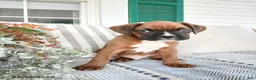 Boxer dogs for sale: Socket - Ad 5