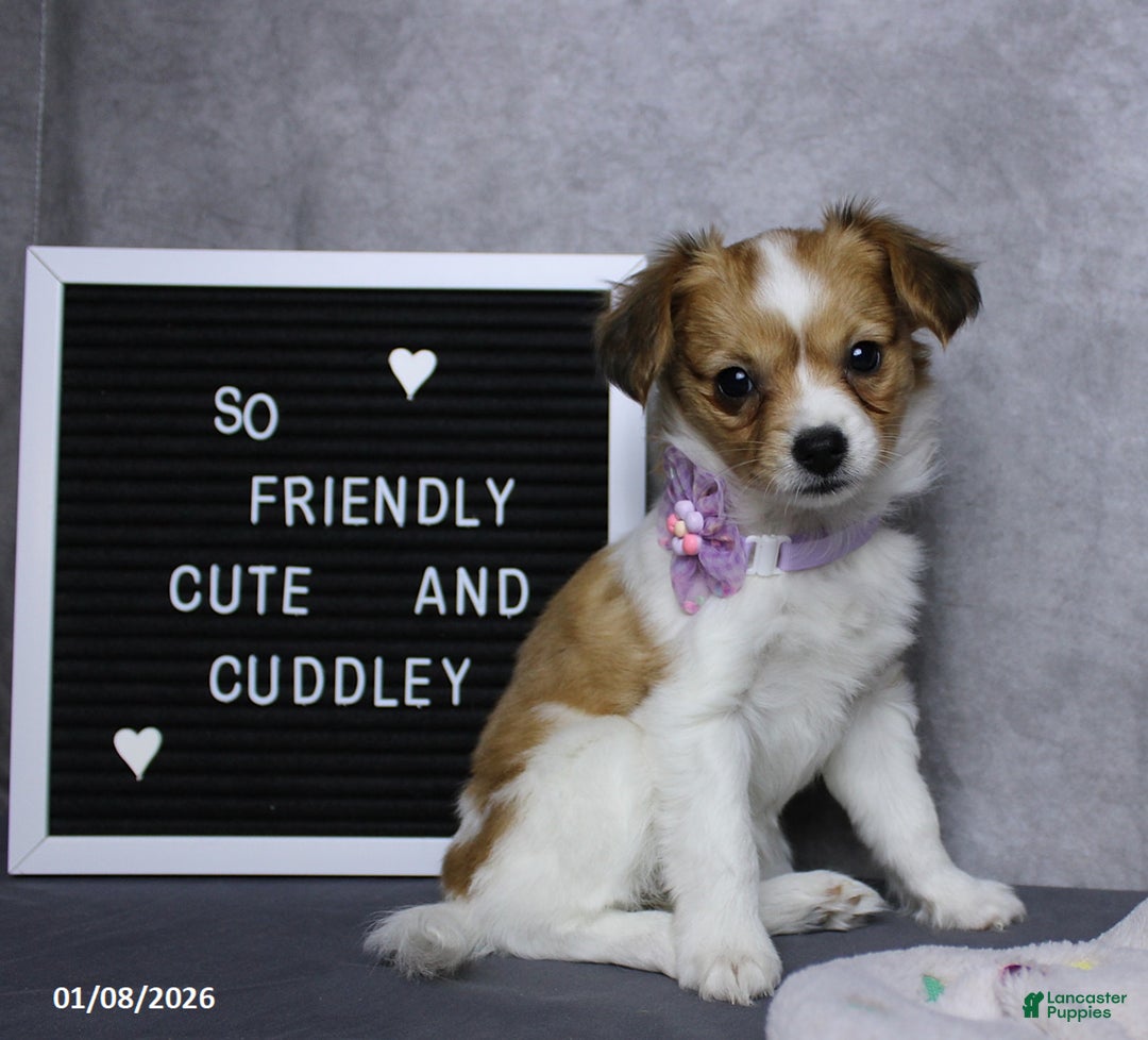 Papillon dogs for sale: Nelly - Ad 6