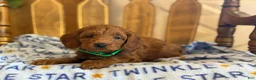 Cavapoo dogs for sale: Phil - Ad 2