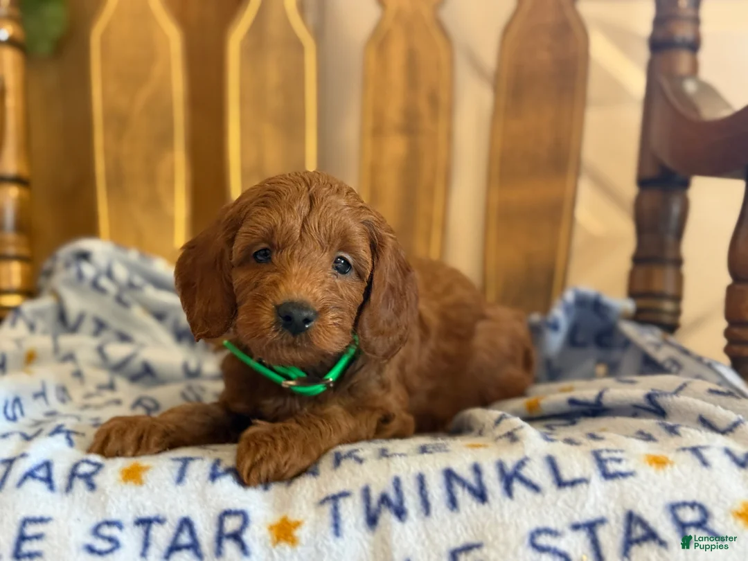 Cavapoo dogs for sale: Phil - Ad 2