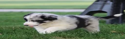Border Collie dogs for sale: Denim - Ad 5