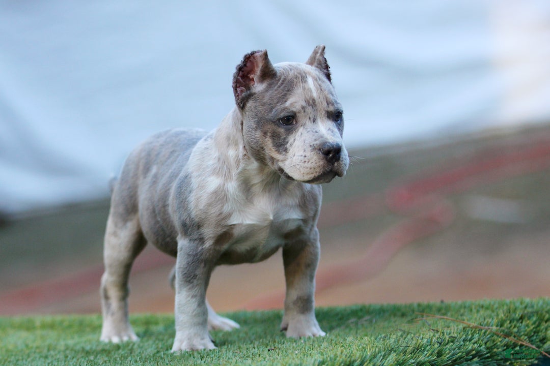 American Bully dogs for sale: Blue Brindle Merle Female - Ad 2
