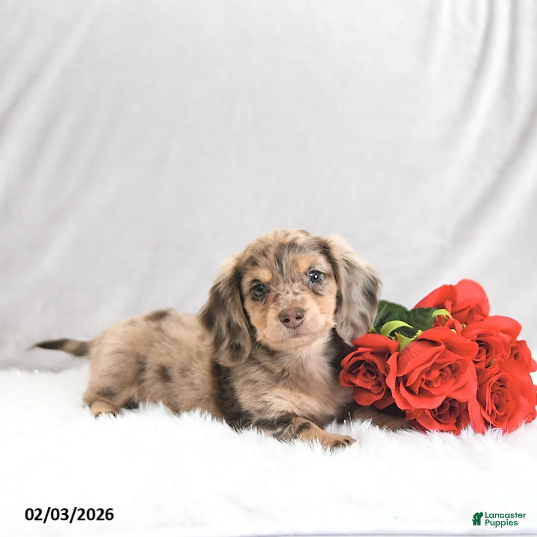 Miniature Dachshund dogs for sale: Parker - Ad 5