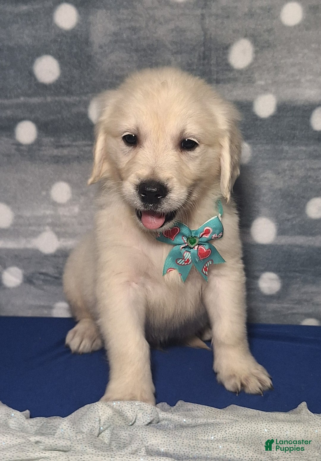 Golden Retriever dogs for sale: Justin - Ad 3