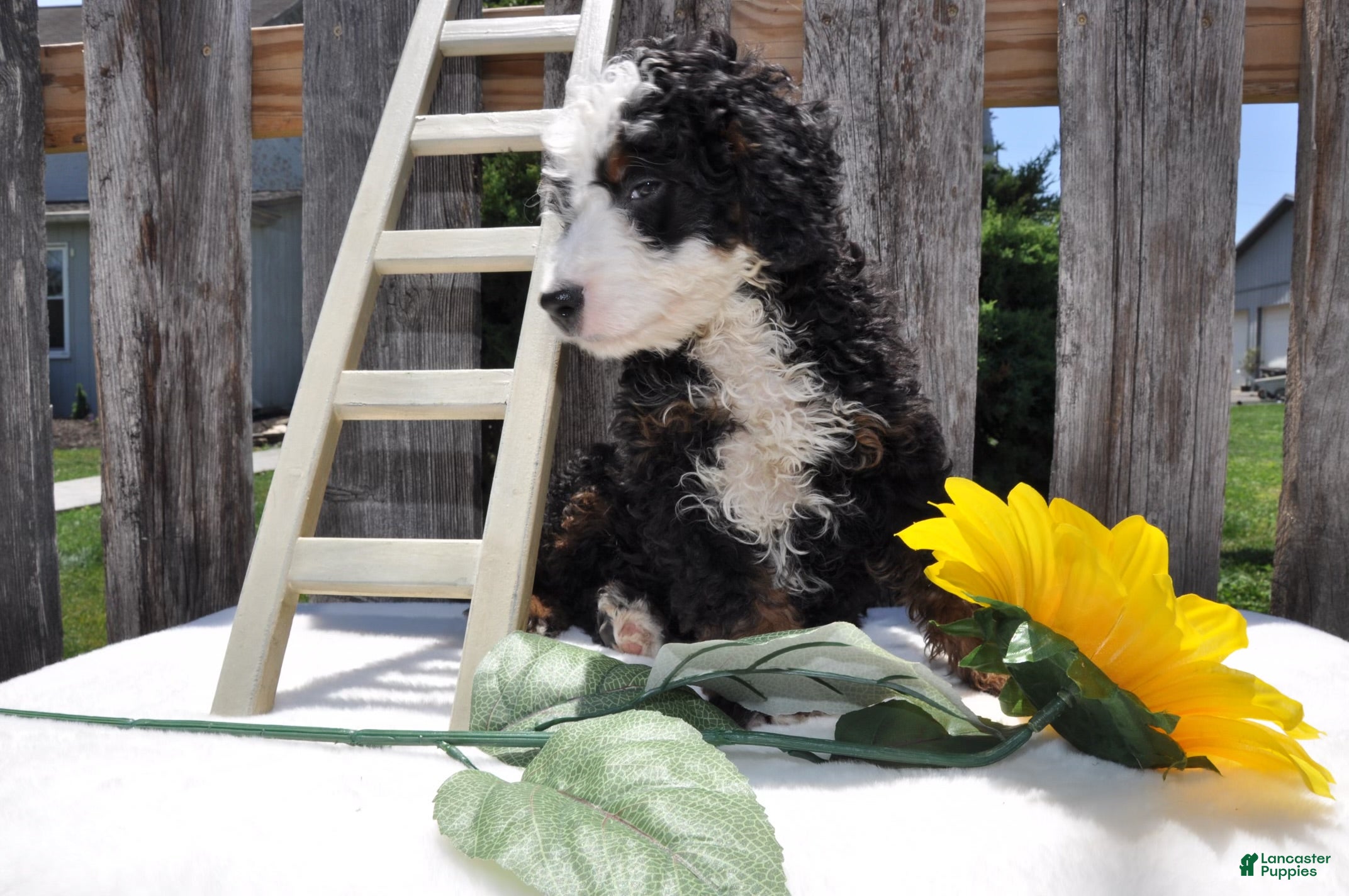 Mini Bernedoodle dogs Mr. Bear - Ad 2