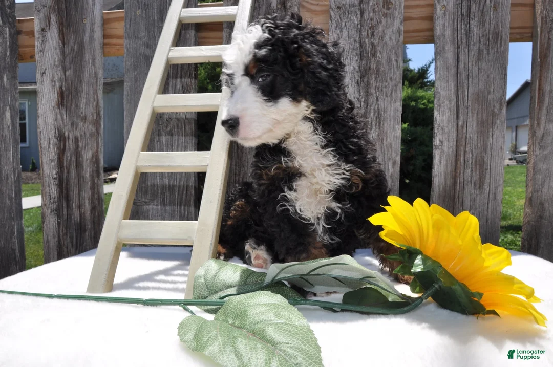 Mini Bernedoodle dogs for sale: Mr. Bear - Ad 2